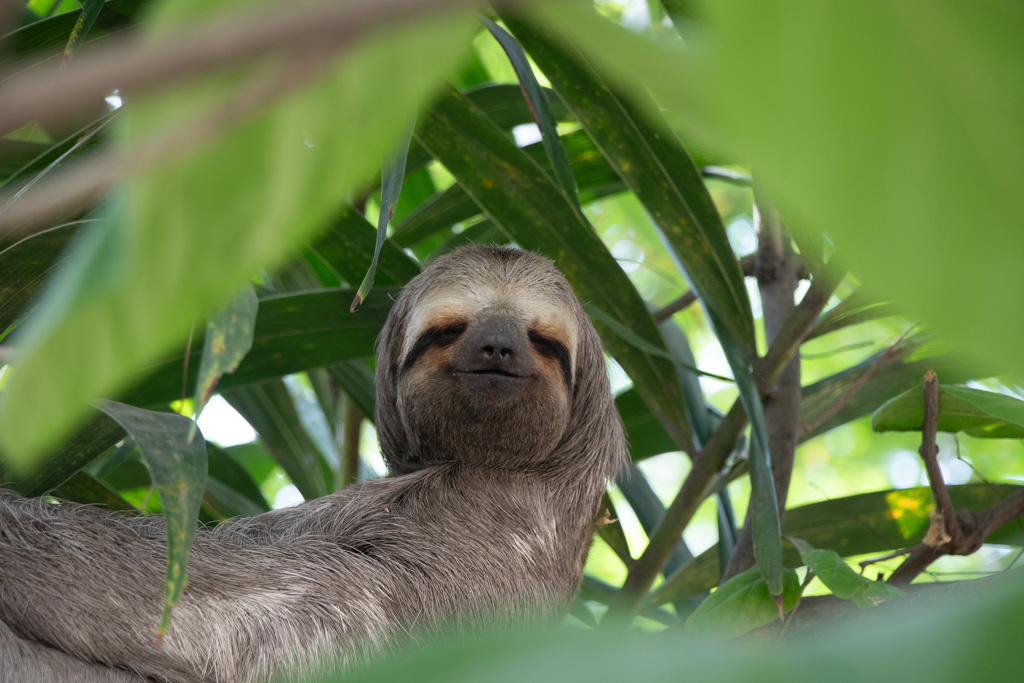 Pictures of Sloths