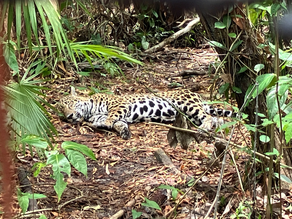 The Belize Zoo