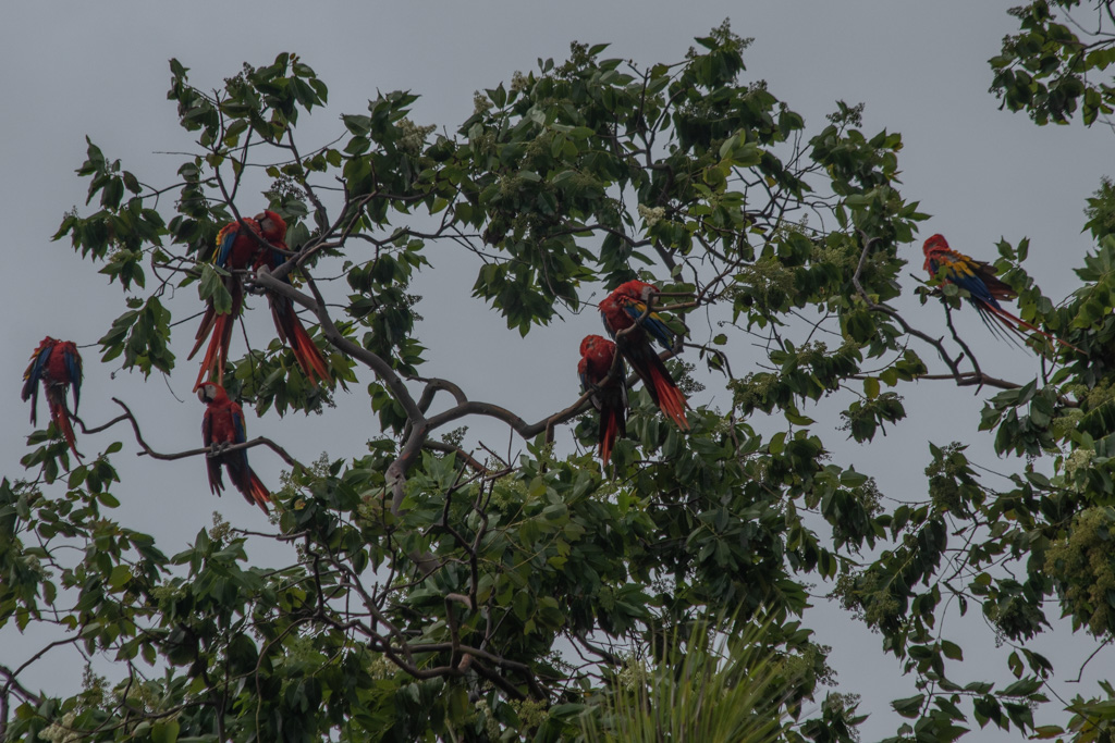 Costa Rican Animals